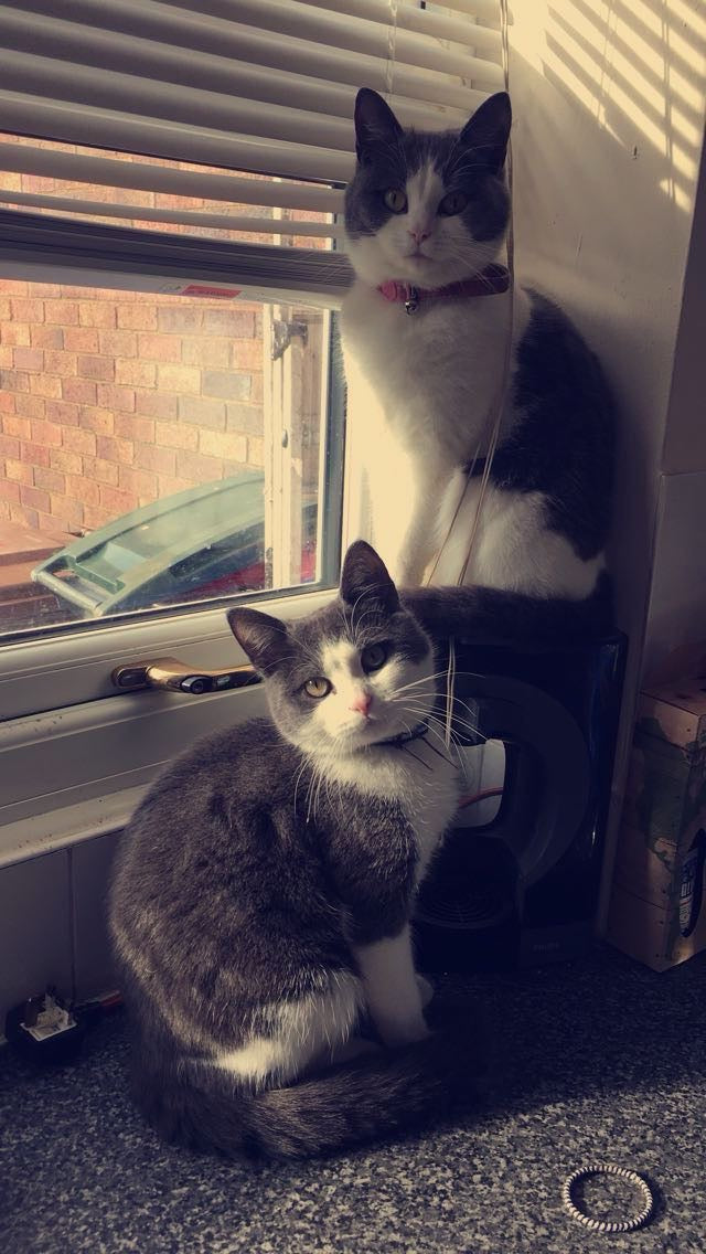 Cat Scratcher Willow Post π