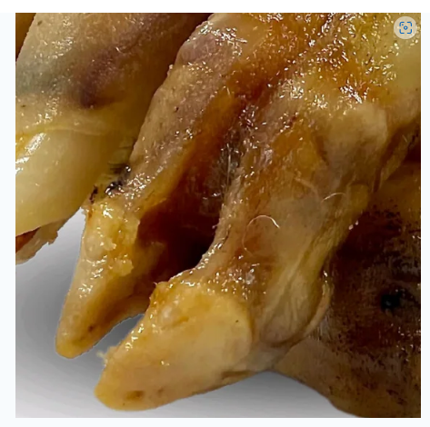 Plain Lamb Feet